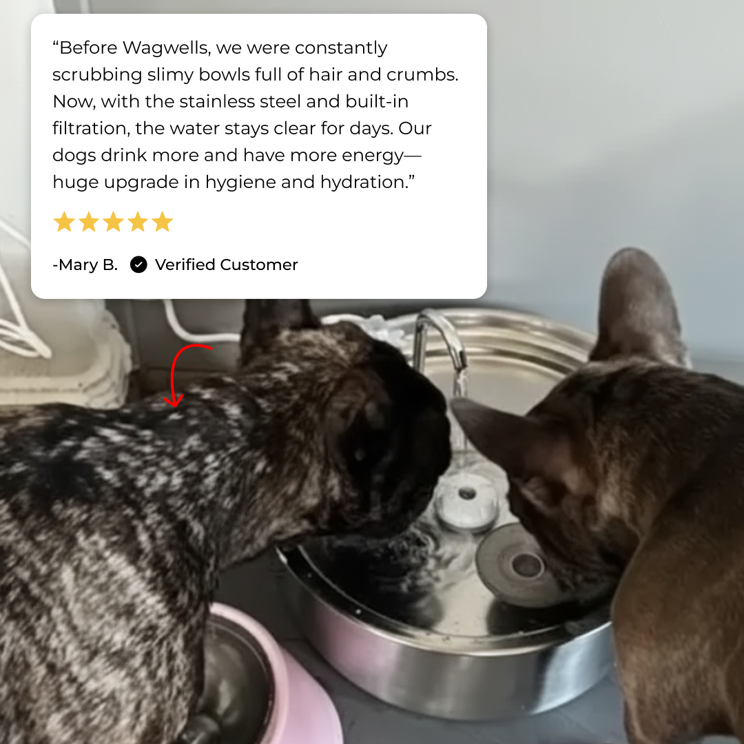 Wagwells™- Dog water fountain